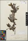 Foto von Salix glabra Scop. x Salix nigricans Sm.